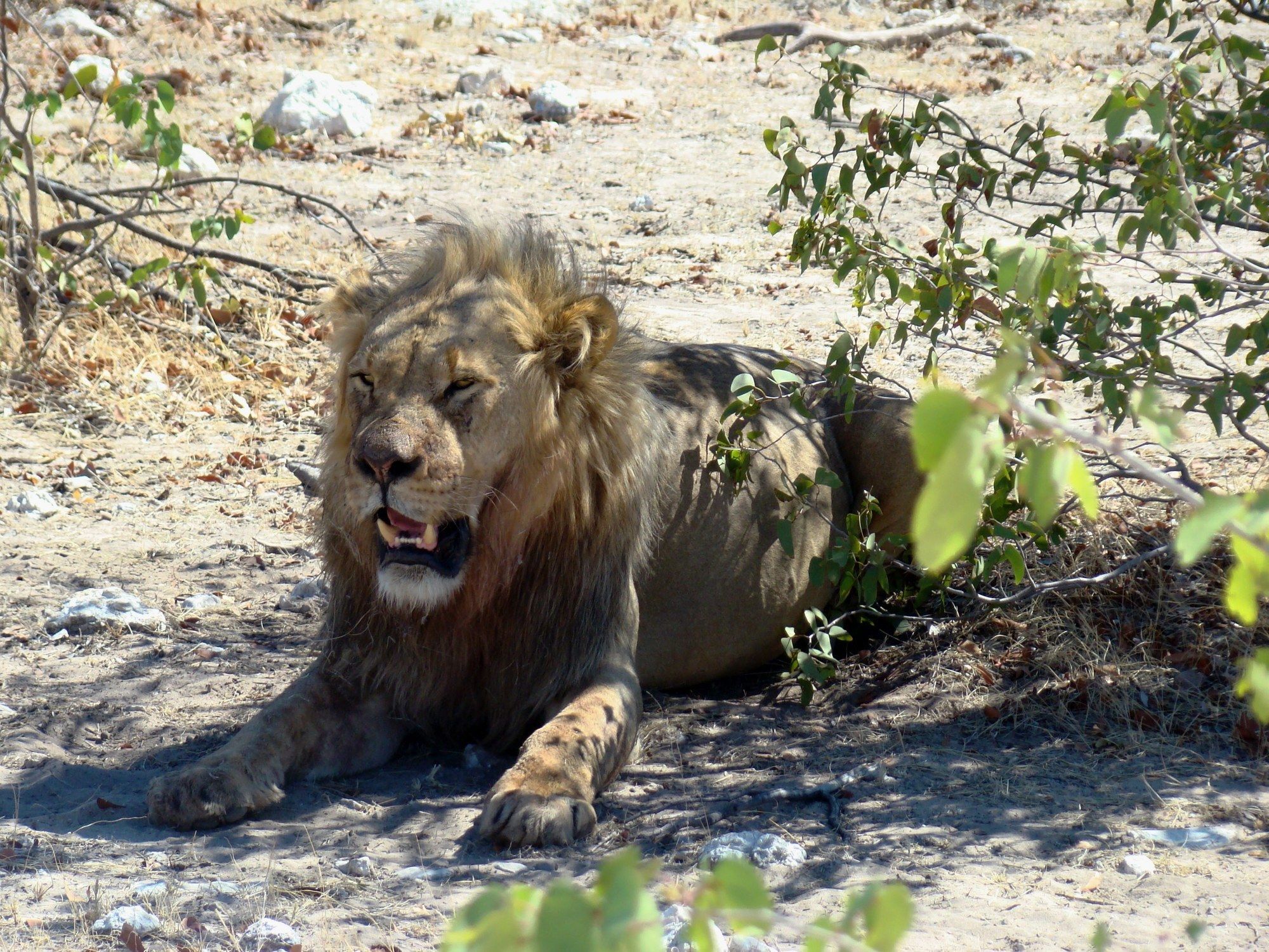 Gondwana Etosha Safari Lodge Okaukuejo Exteriér fotografie